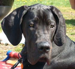 Anubis von Frauenberg