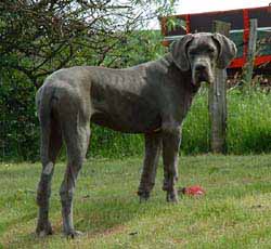 Batida - 6 Monate