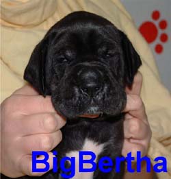 Big Bertha von Frauenberg