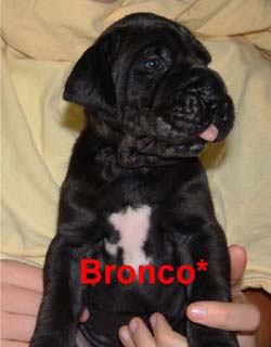 Bronco von Frauenberg