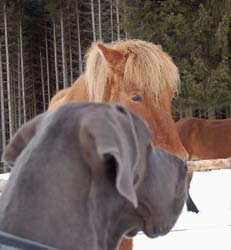 Freunde