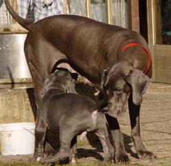 Danilo und Mama Yelly