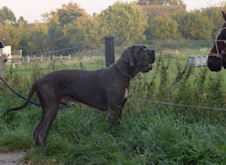 Komische Hunde