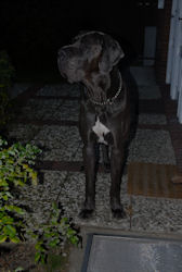 Abends