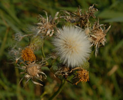 Silberdistel