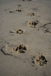 Spuren im Sand