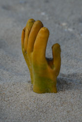 Strandgut2