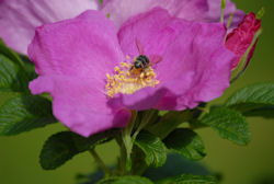 Heckenrose