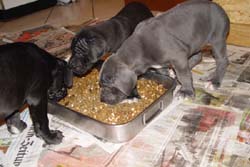 Kaltes Buffet