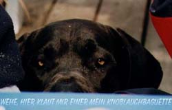Knoblauchbrot