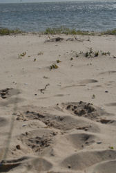 Dünensand
