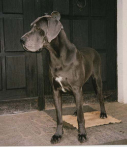 Ch. Luna von den Auguren