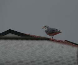 Möwe auf Strandkorb