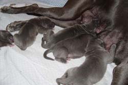 Puccilys C 5 Tage