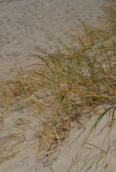 Strandhafer