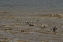 Sandvorspuelung+Moewen