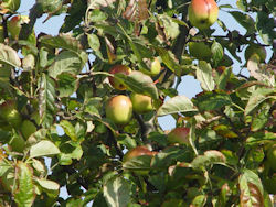 Apfelbaum