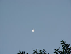 Mond