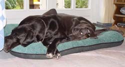 Siesta