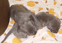 Doppelpack