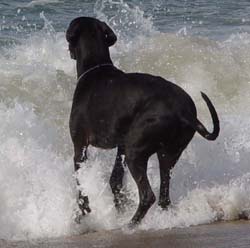 Hohe Welle