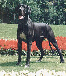 Ch. Bea von der Schlehhecke